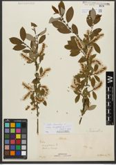 Foto von Salix triandra subsp. amygdalina (L.) Schübl. & G. Martens
